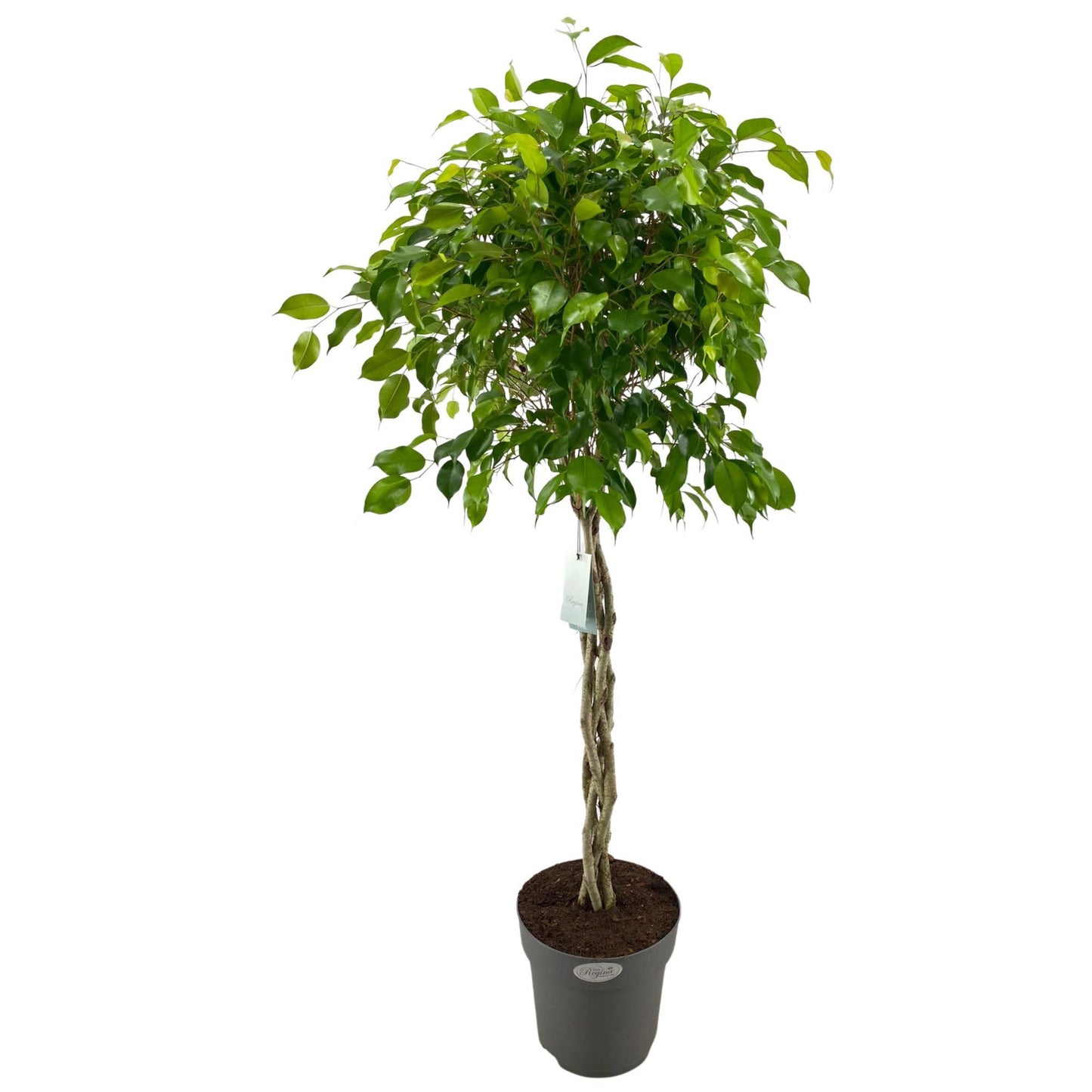
                  
                    Ficus benjamina Exotica
                  
                