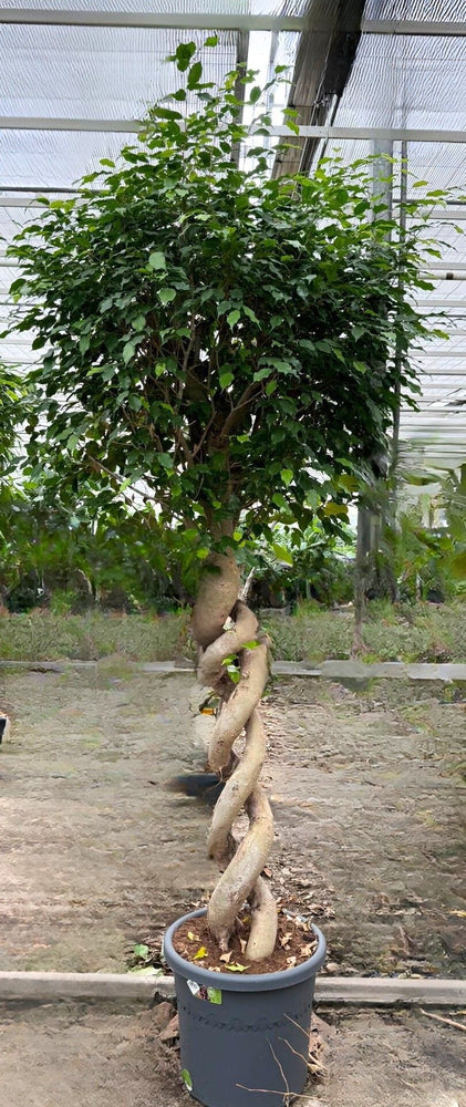 
                  
                    Ficus benjamina Exotica
                  
                