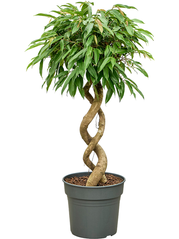 
                  
                    Ficus binnendijkii Amstel King
                  
                