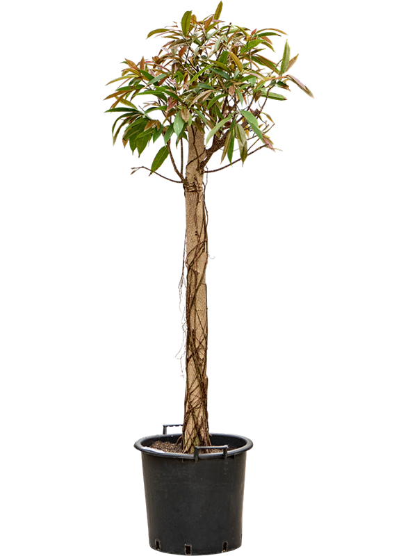 
                  
                    Ficus binnendijkii Amstel King
                  
                
