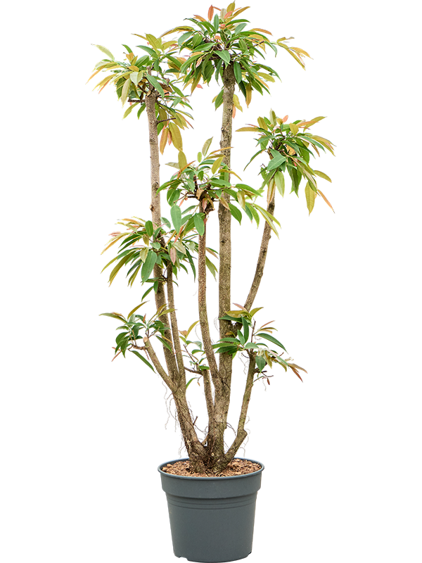 
                  
                    Ficus binnendijkii Amstel King
                  
                