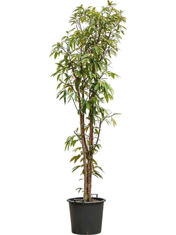 
                  
                    Ficus binnendijkii Amstel King
                  
                