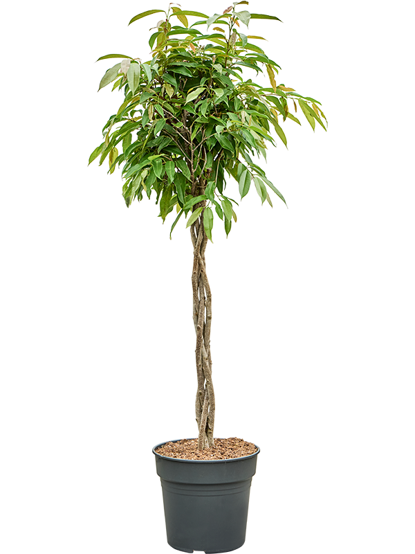 
                  
                    Ficus binnendijkii Amstel King
                  
                