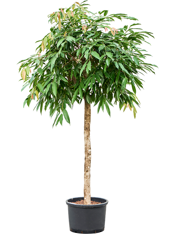 
                  
                    Ficus binnendijkii Amstel King
                  
                