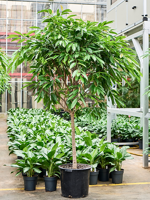 
                  
                    Ficus binnendijkii Amstel King
                  
                