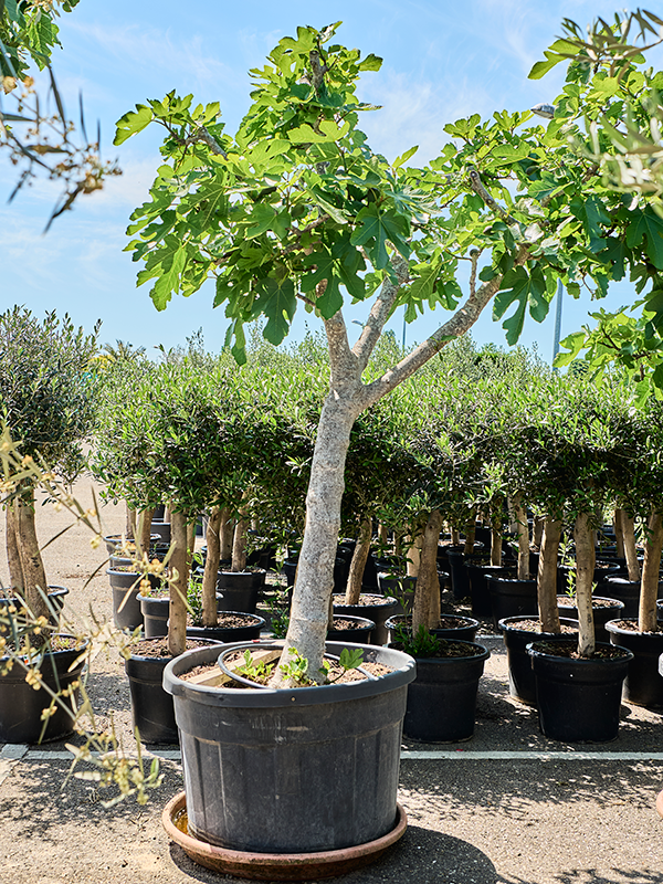 
                  
                    Figuier fruitier Ficus carica
                  
                