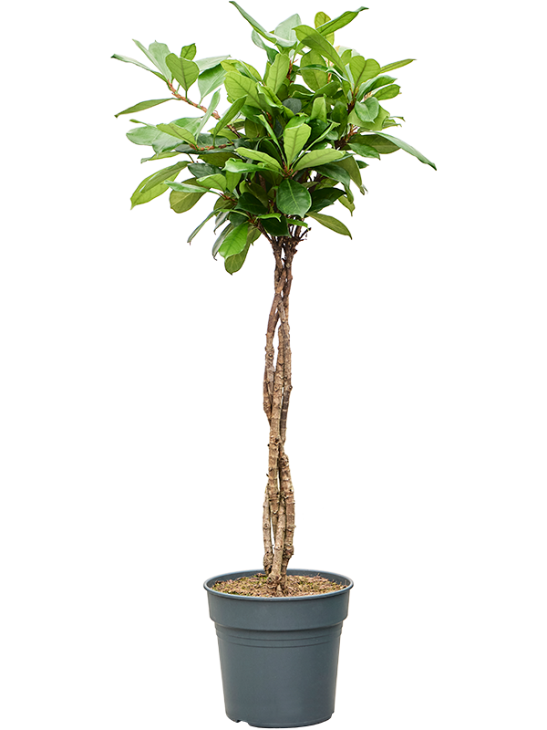 
                  
                    Ficus cyathistipula
                  
                
