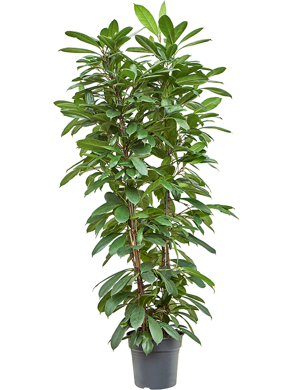 
                  
                    Ficus cyathistipula.
                  
                