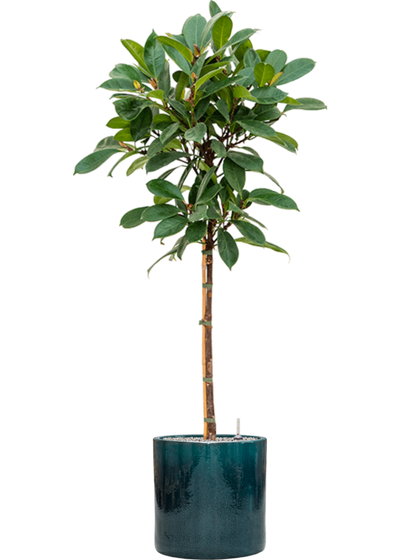 Ficus cyathistipula en Cylinder