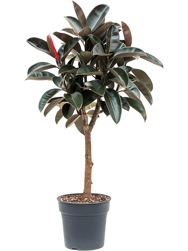 
                  
                    Ficus elastica abidjan
                  
                