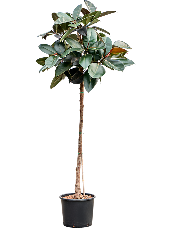 
                  
                    Ficus elastica abidjan
                  
                