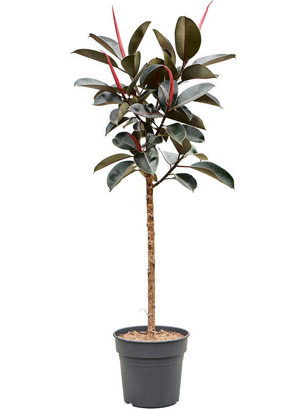 
                  
                    Ficus elastica Burgundy
                  
                