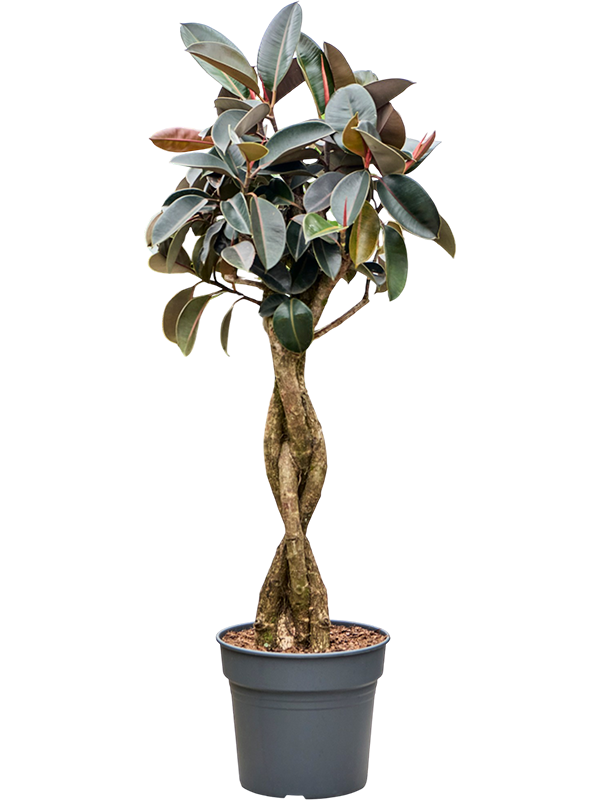 
                  
                    Ficus elastica Burgundy
                  
                