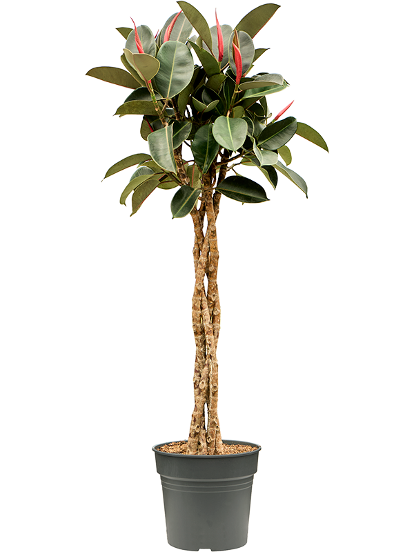 
                  
                    Ficus elastica Burgundy
                  
                