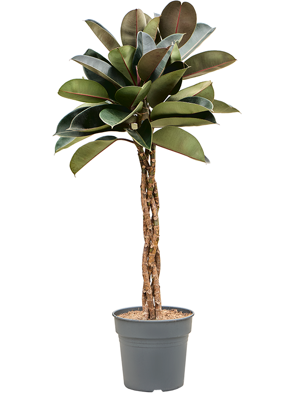 
                  
                    Ficus elastica Burgundy
                  
                