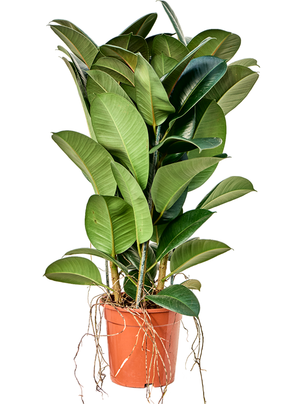 
                  
                    Ficus elastica Robusta
                  
                