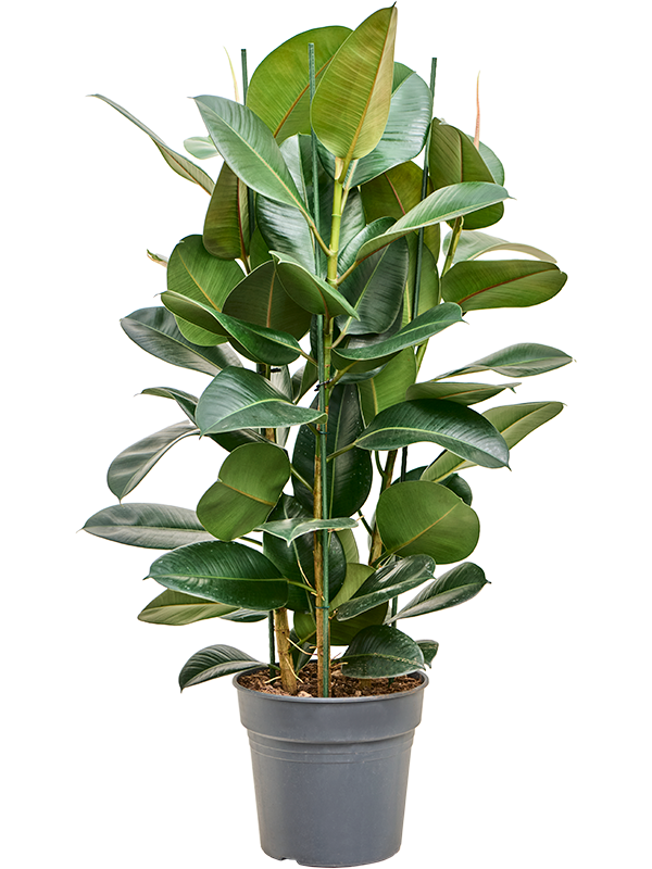 
                  
                    Ficus elastica Robusta
                  
                