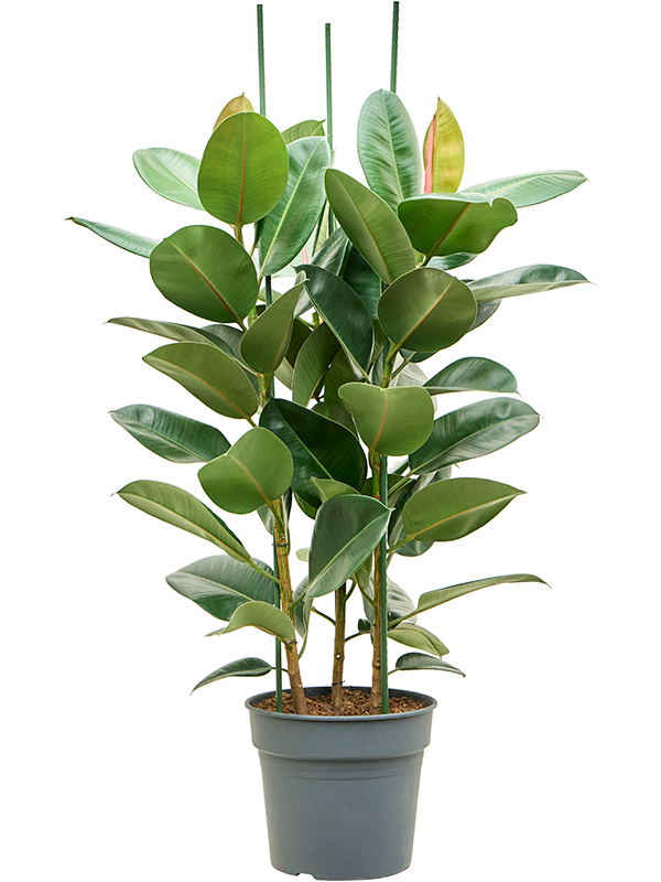 
                  
                    Ficus elastica Robusta
                  
                