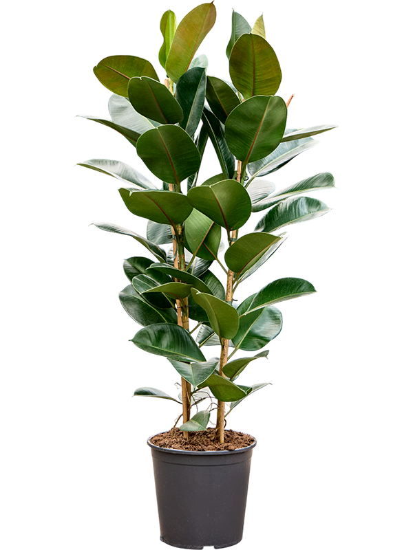 
                  
                    Ficus elastica Robusta
                  
                