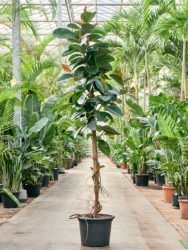
                  
                    Ficus elastica Robusta
                  
                
