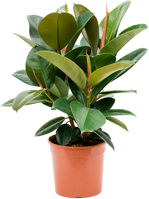 Ficus Elastica Robusta - Plante Caoutchouc 70-80cm - Plante D'intérieur Facile D'entretien