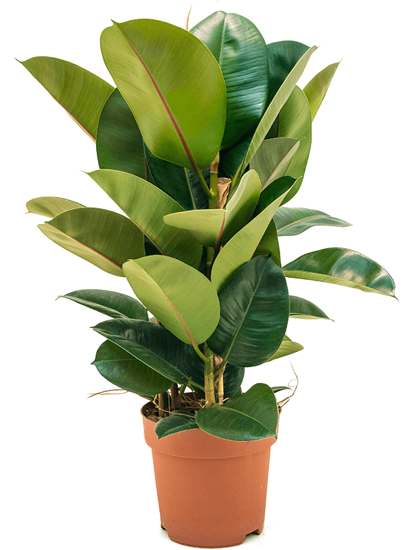 
                  
                    Ficus elastica Robusta
                  
                
