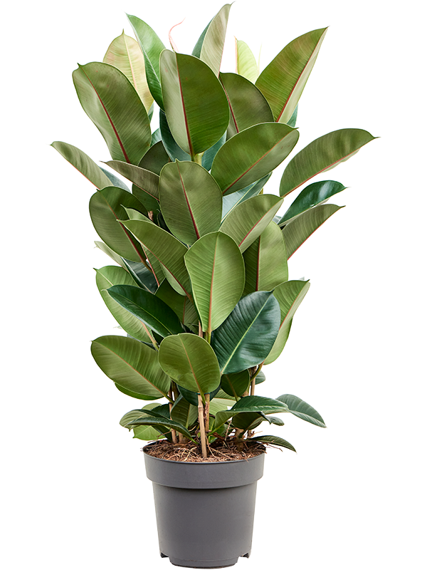 
                  
                    Ficus elastica Robusta
                  
                