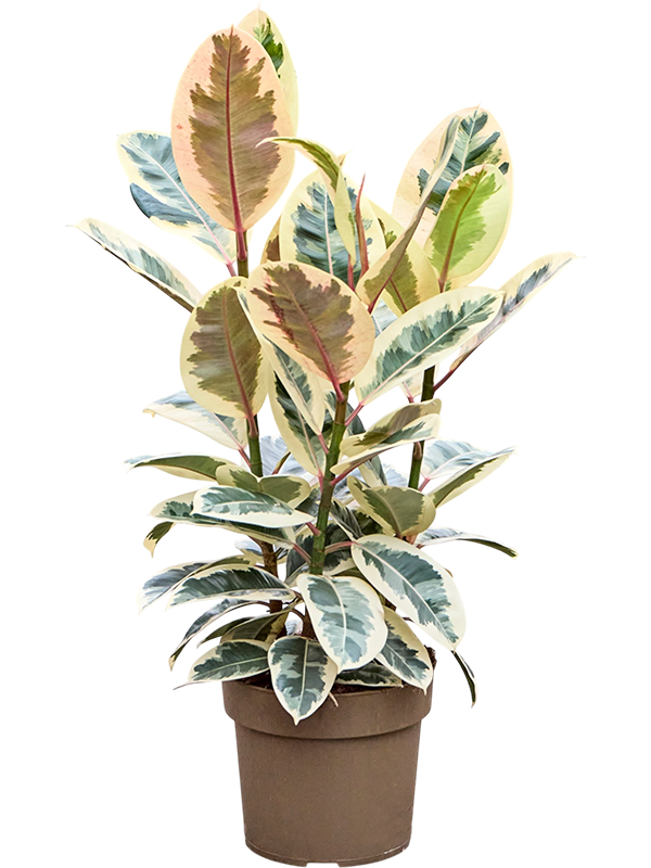 
                  
                    Ficus elastica Tineke
                  
                