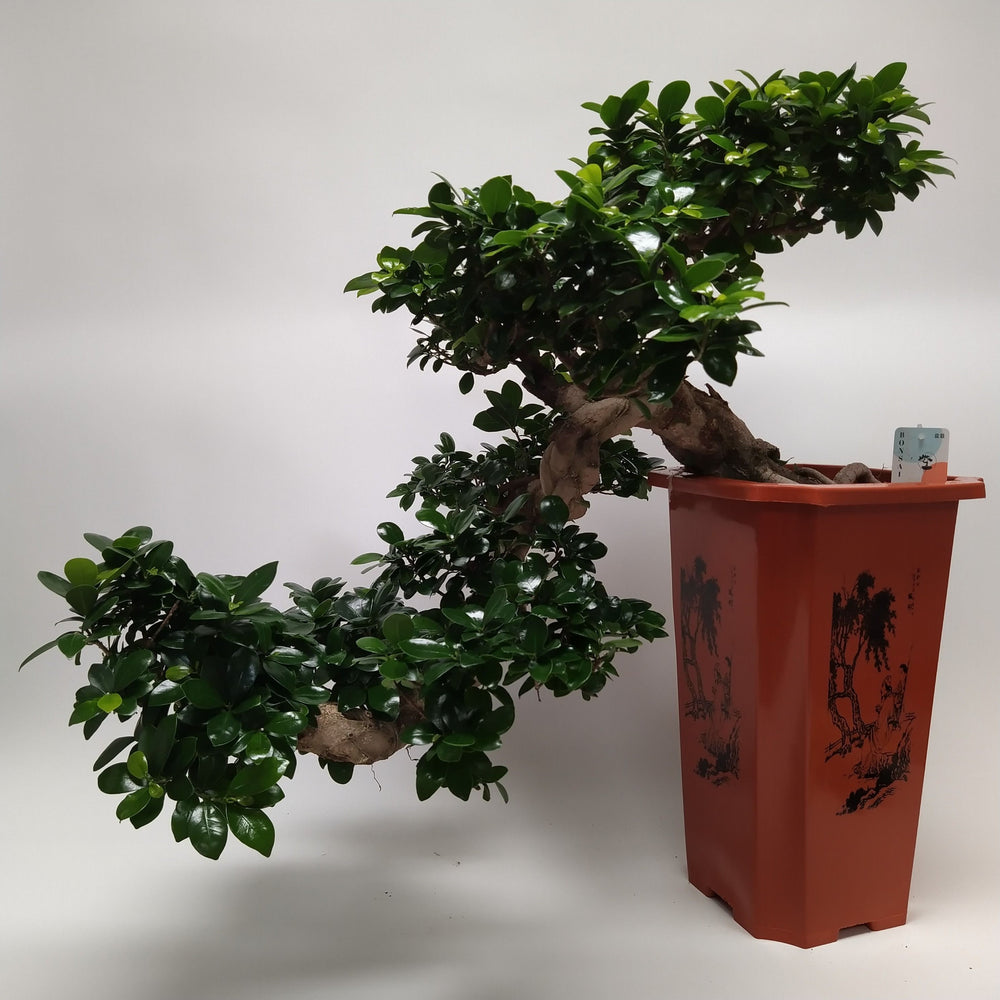 
                  
                    Ficus microcarpa Ginseng
                  
                