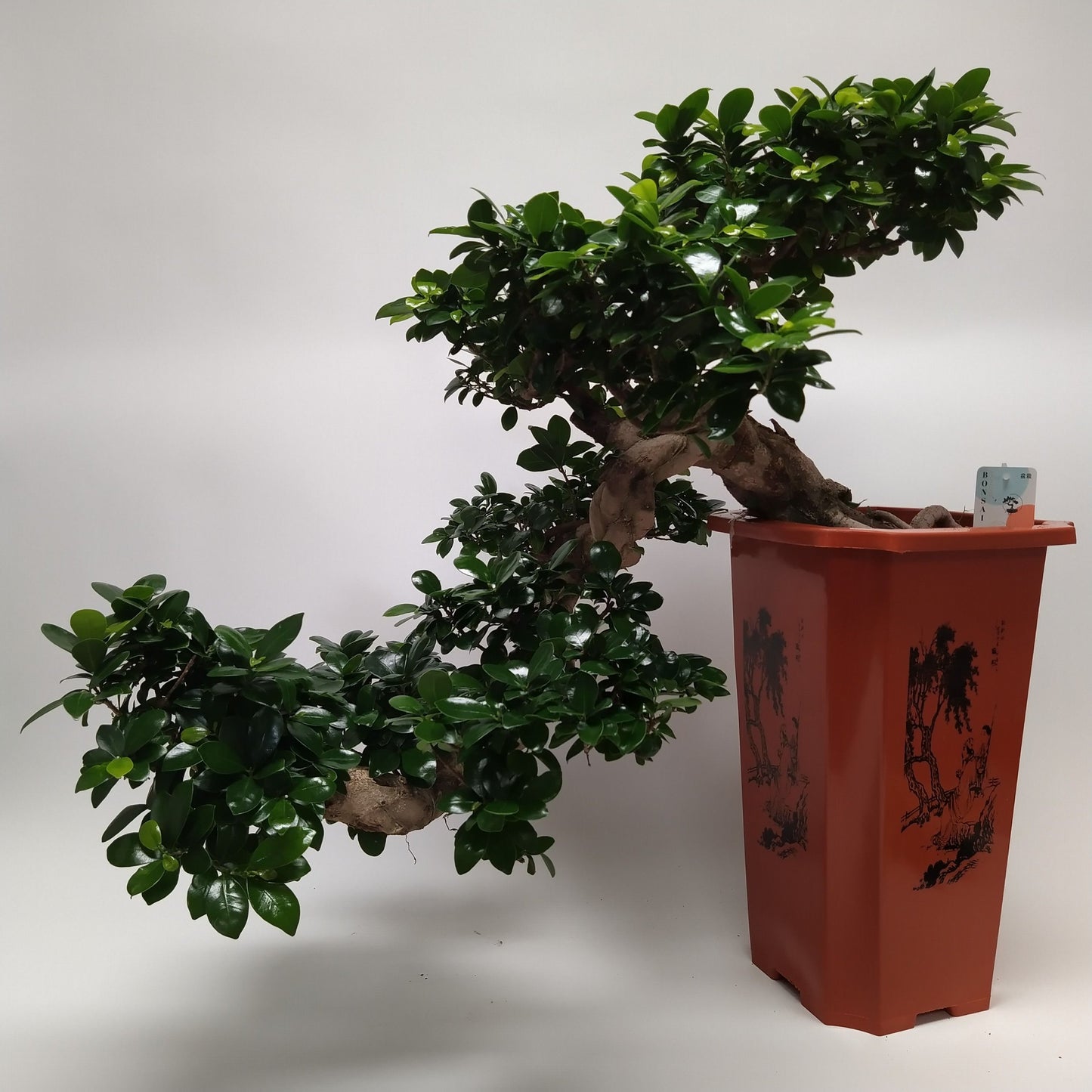 
                  
                    Ficus microcarpa Ginseng
                  
                