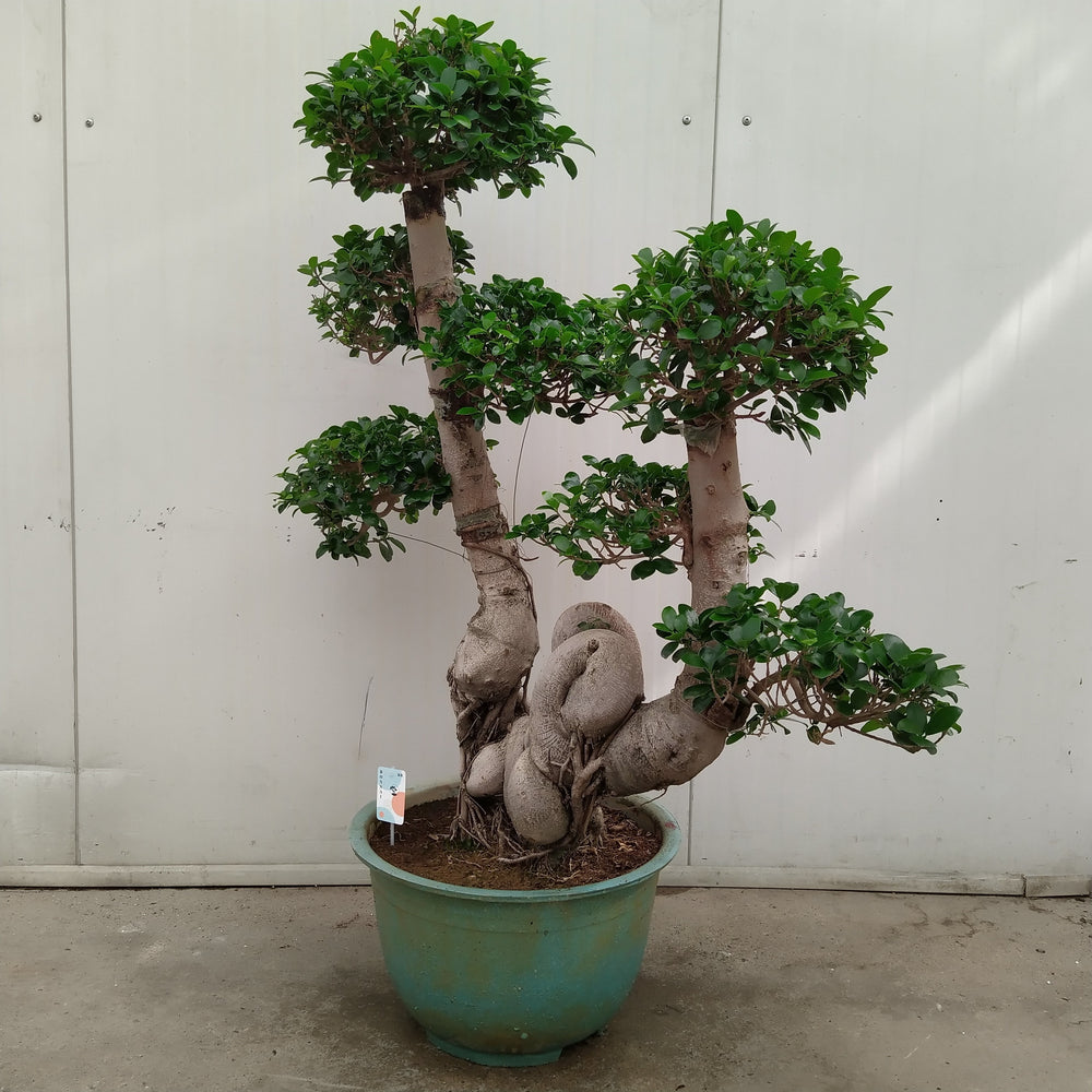 
                  
                    Ficus microcarpa Ginseng
                  
                