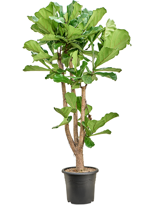 
                  
                    Ficus Lyrata
                  
                