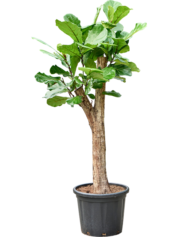 
                  
                    Ficus Lyrata
                  
                