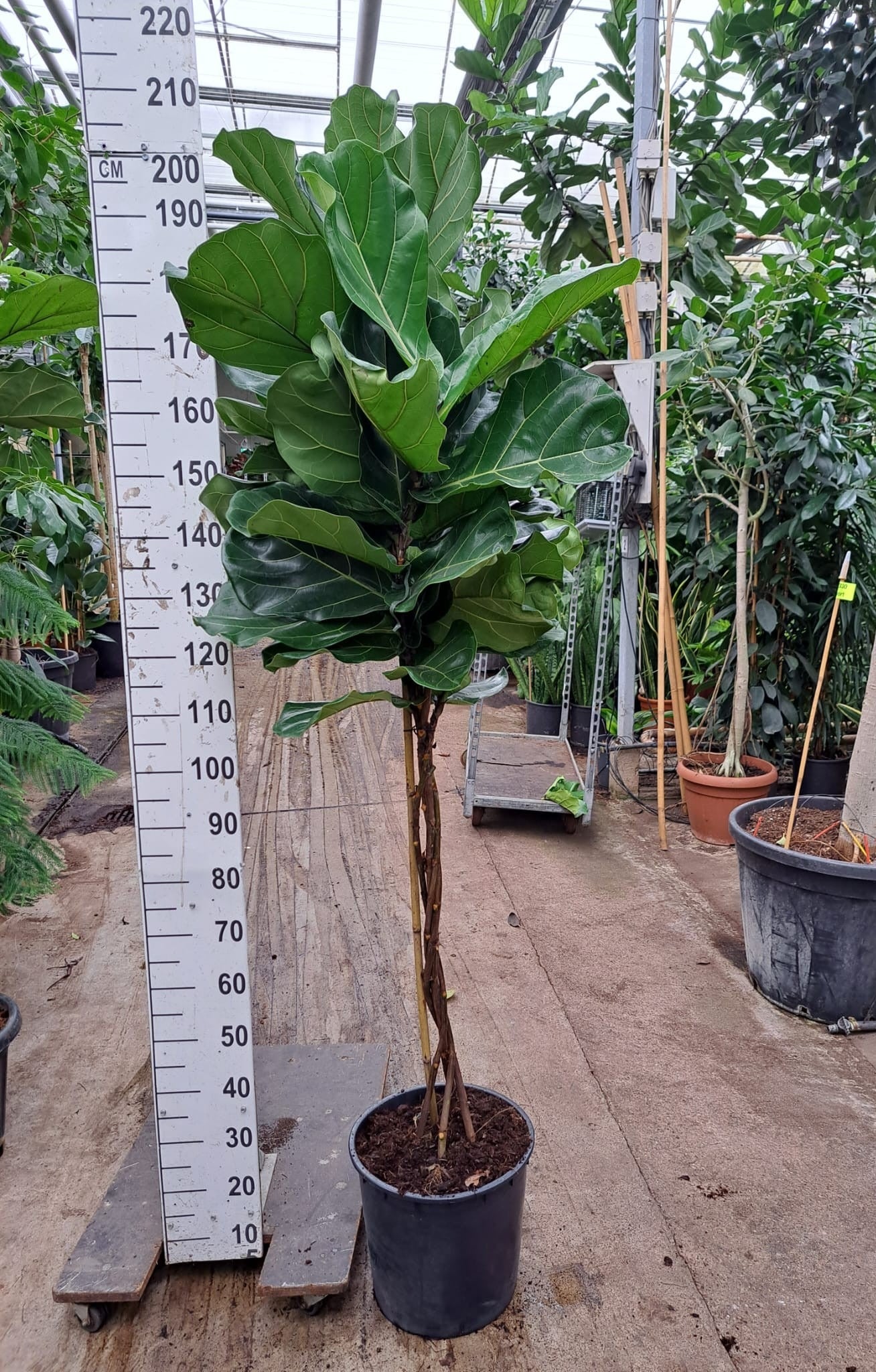 
                  
                    Ficus Lyrata
                  
                