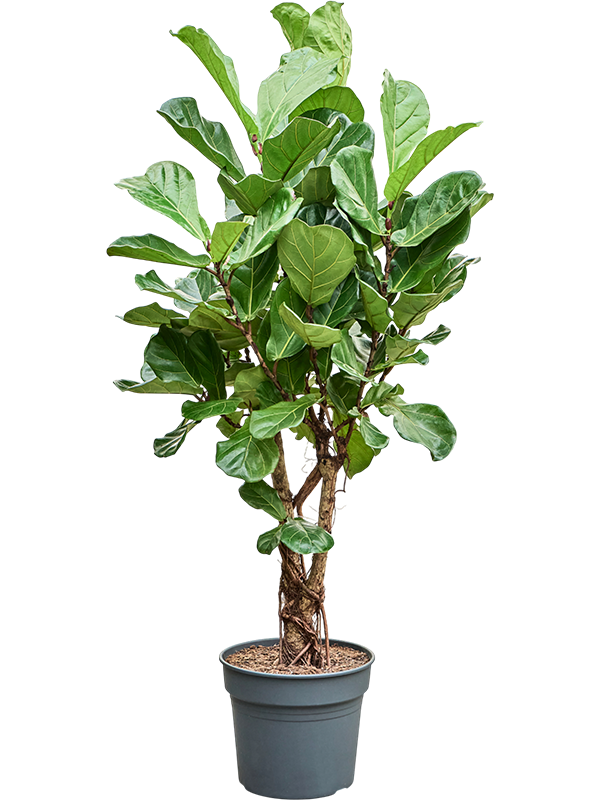 
                  
                    Ficus Lyrata
                  
                