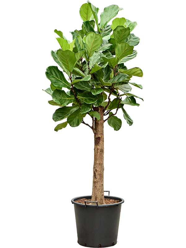 
                  
                    Ficus Lyrata
                  
                