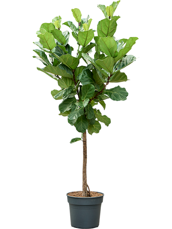 
                  
                    Ficus Lyrata
                  
                