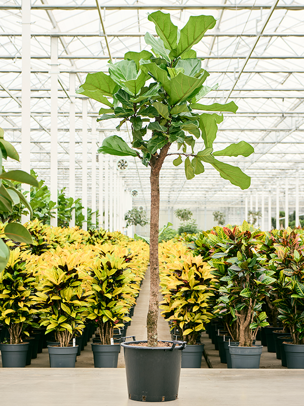 
                  
                    Ficus Lyrata
                  
                