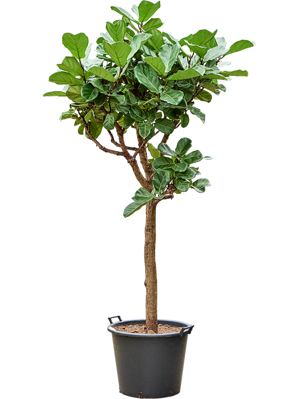
                  
                    Ficus Lyrata
                  
                