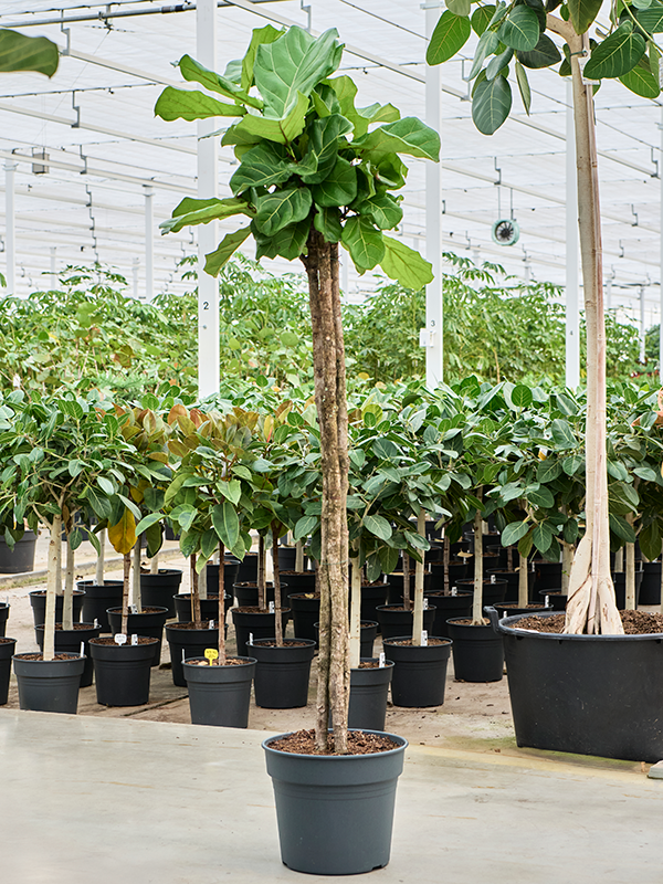 
                  
                    Ficus Lyrata
                  
                