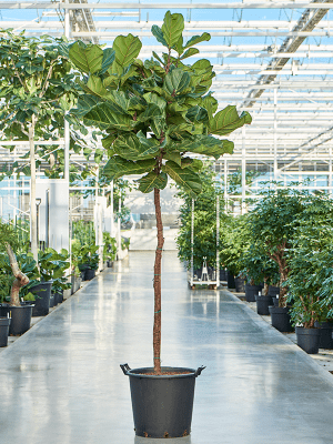 
                  
                    Ficus Lyrata
                  
                