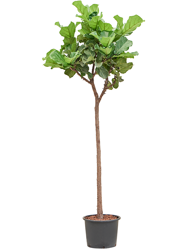 
                  
                    Ficus Lyrata
                  
                