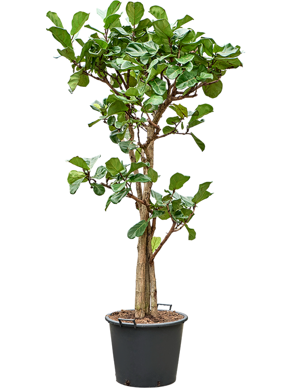 
                  
                    Ficus Lyrata
                  
                