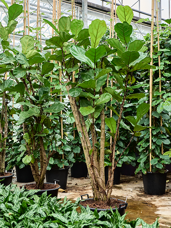 
                  
                    Ficus Lyrata
                  
                