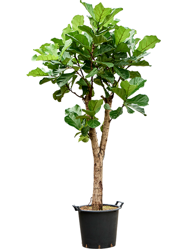 
                  
                    Ficus Lyrata
                  
                