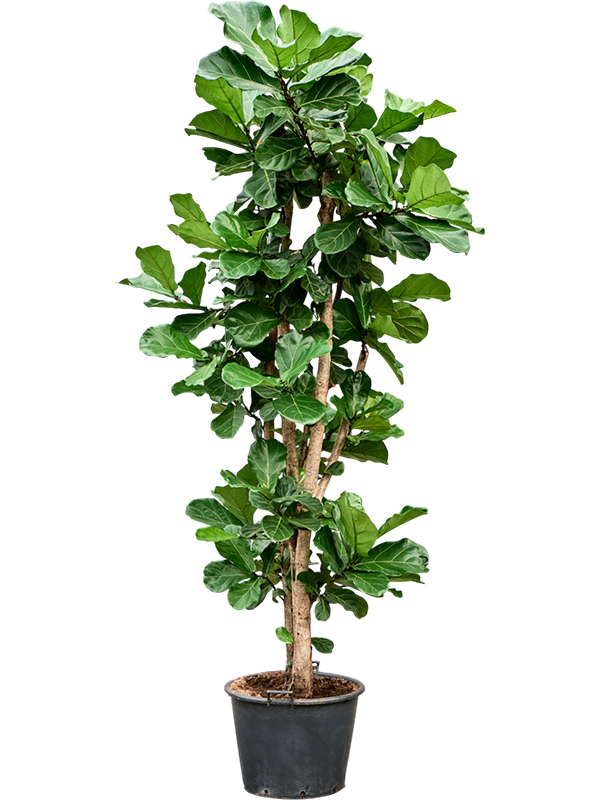 
                  
                    Ficus Lyrata
                  
                