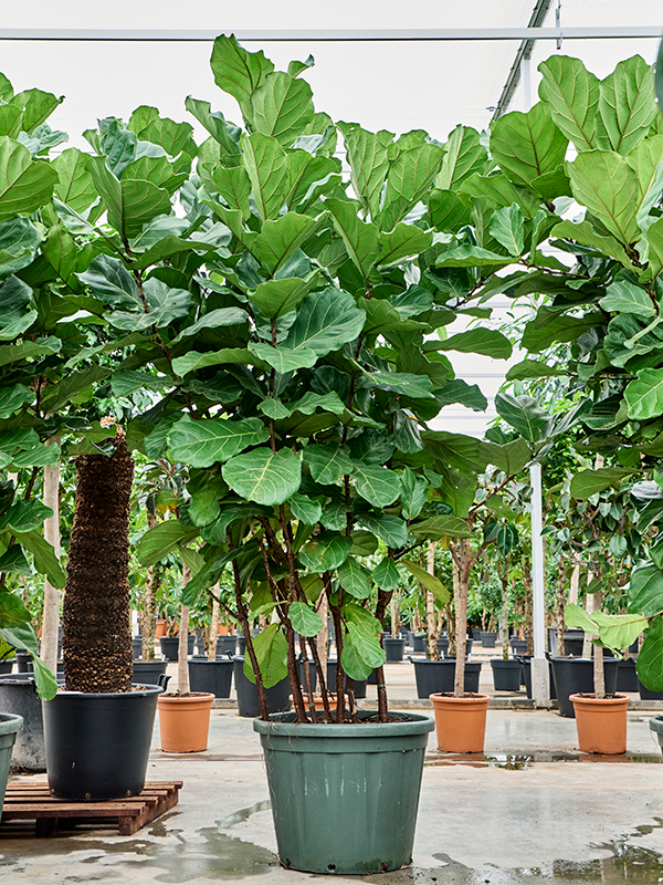
                  
                    Ficus Lyrata
                  
                