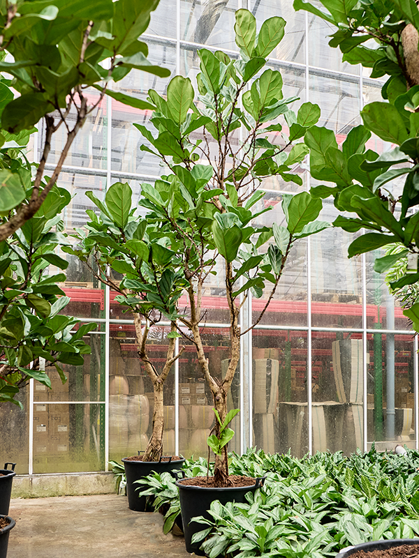 
                  
                    Ficus Lyrata
                  
                