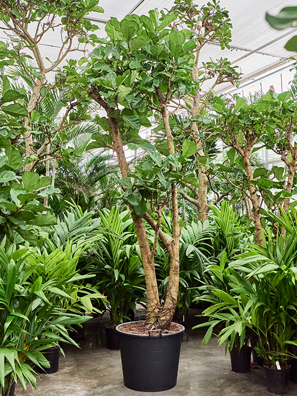 
                  
                    Ficus Lyrata
                  
                