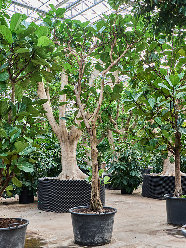 
                  
                    Ficus Lyrata
                  
                